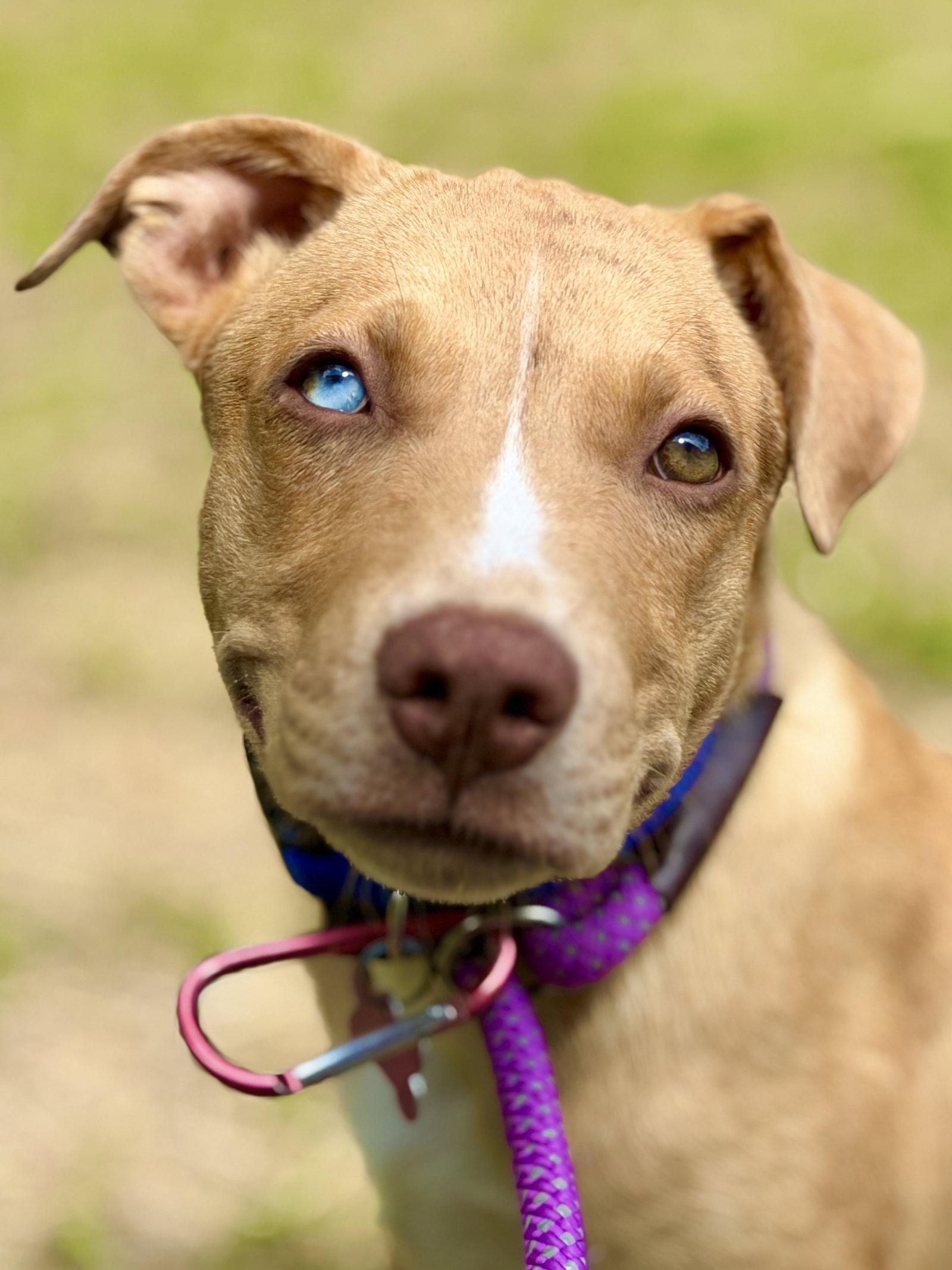 Trey, a Adoptable Catahoula Leopard Dog in West Cornwall, CT image 3/3