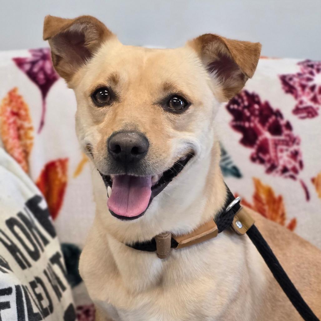 Enlarge Bongo L-29-26 (Akumaru), a Adoptable Mixed Breed in Watertown, NY image 2/6