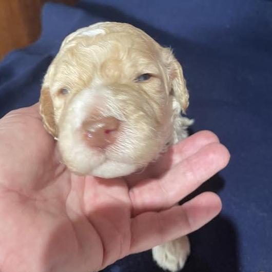 Goku — thumbnail 2