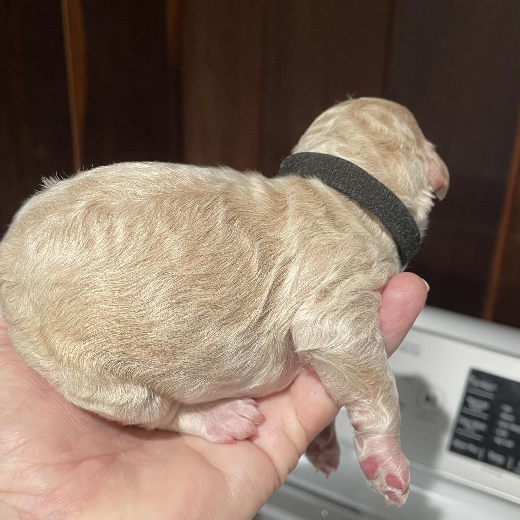 Goku — thumbnail 3