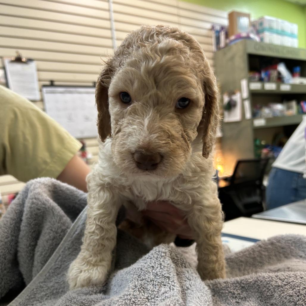 Goku — thumbnail 4