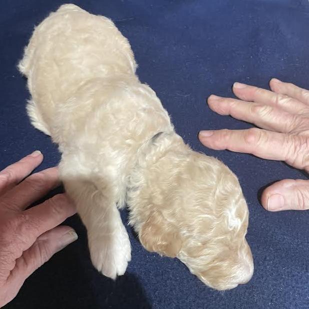 Goku — thumbnail 5