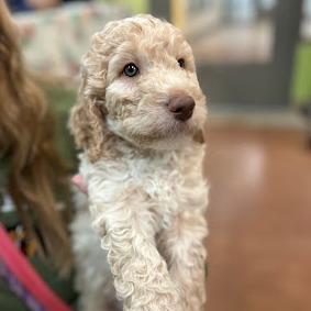 Goku — thumbnail 6