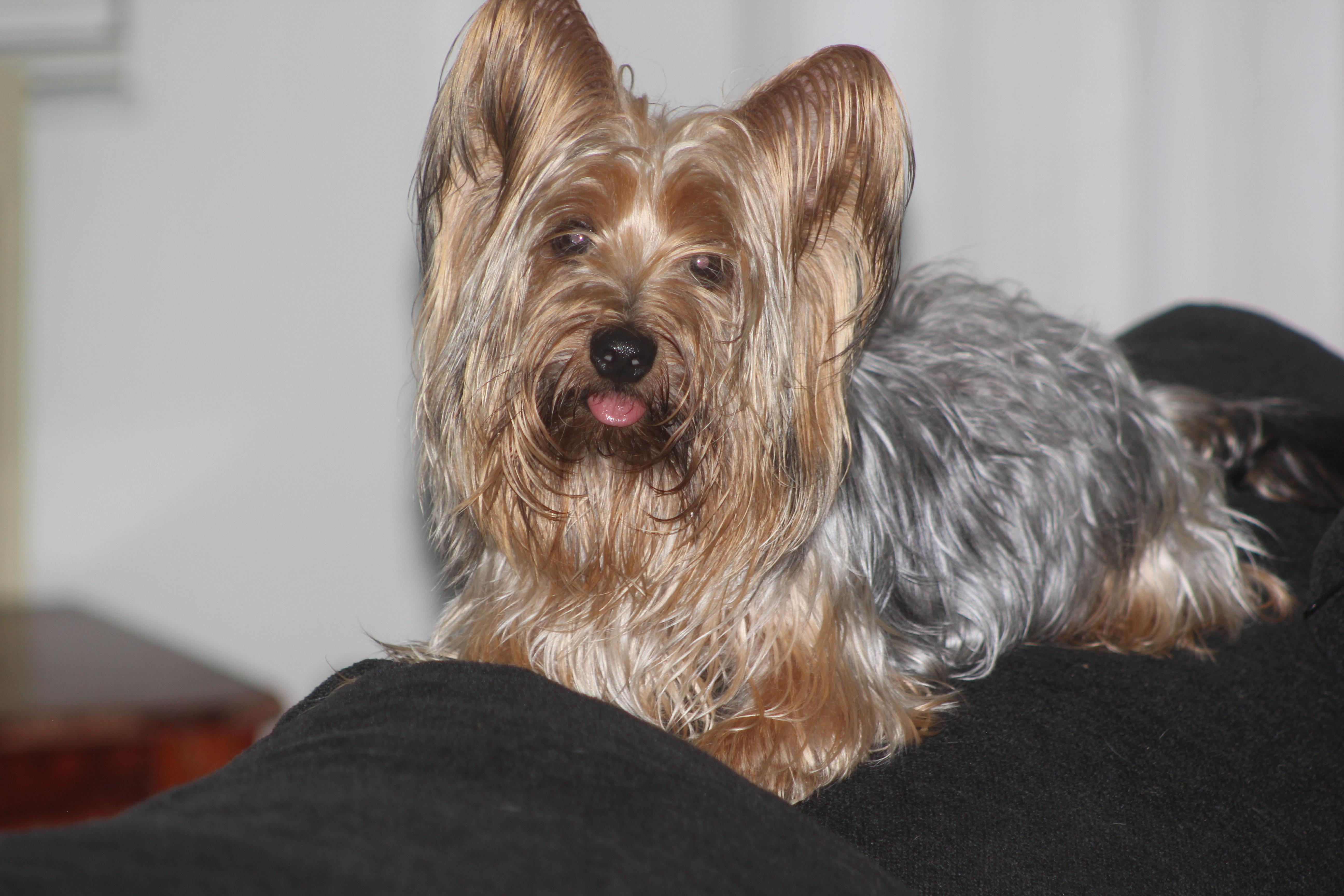 Bexley, a Adoptable mixed breed in Orlando, FL image 1/4