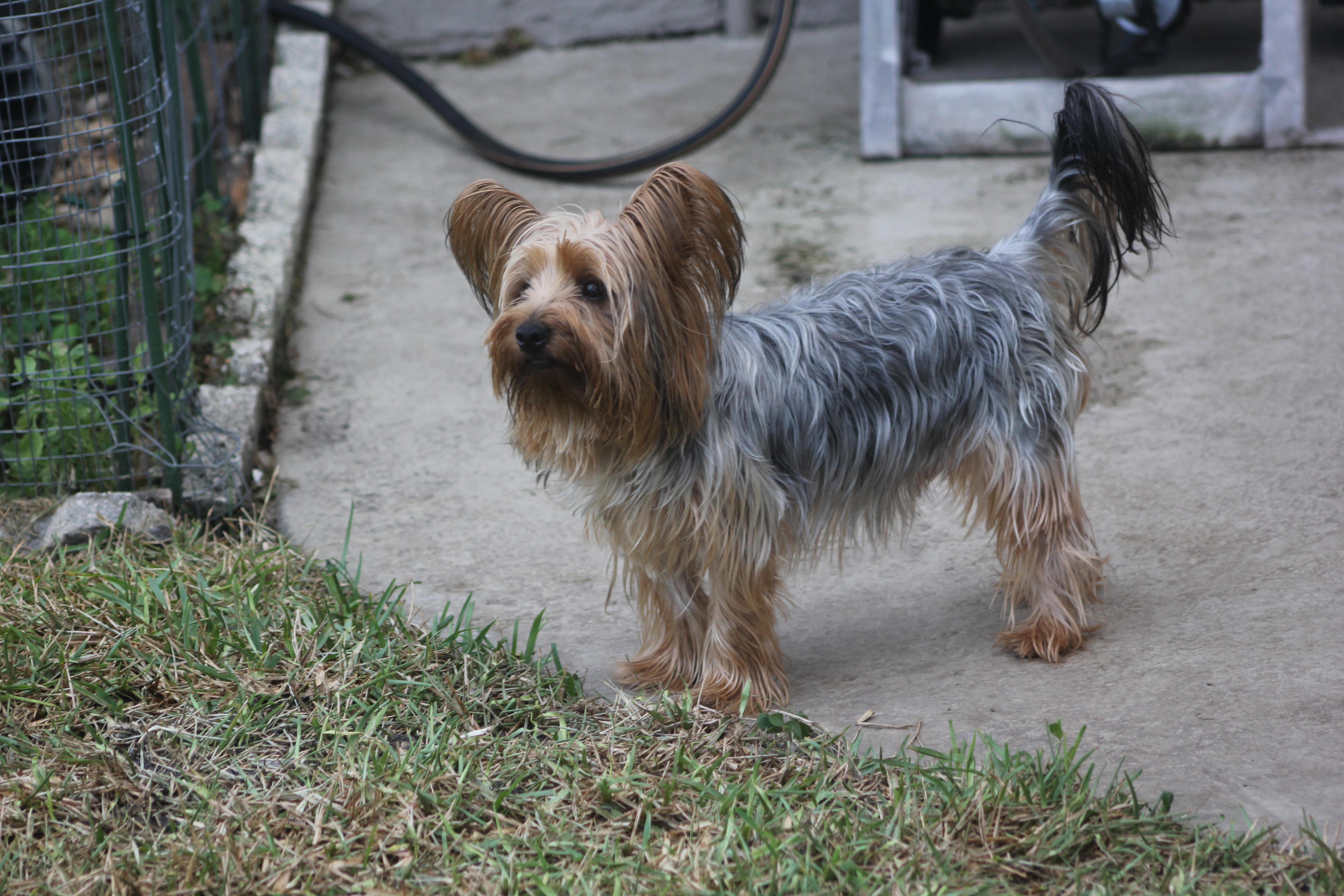 Bexley, a Adoptable mixed breed in Orlando, FL image 3/4