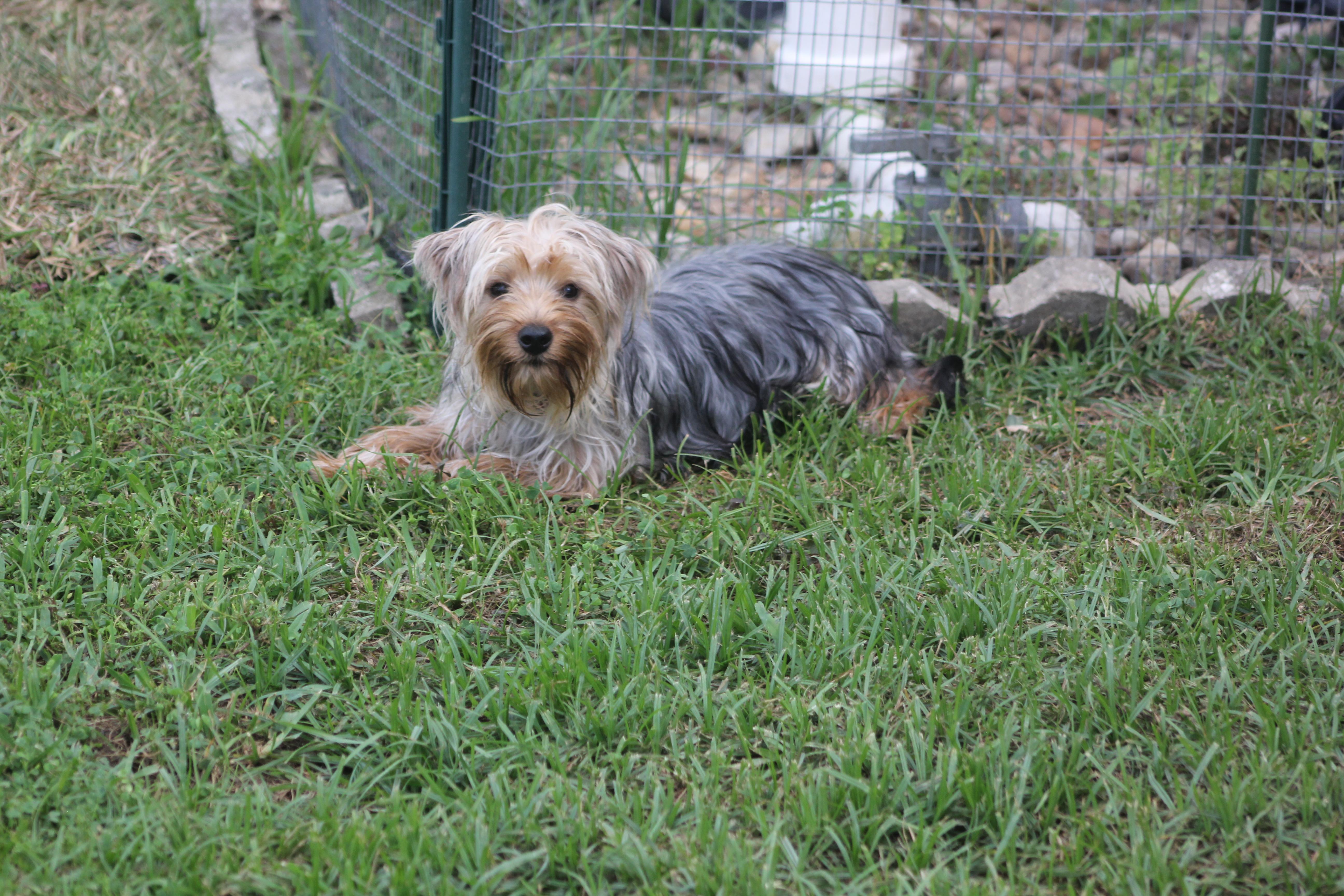 Bexley, a Adoptable mixed breed in Orlando, FL image 4/4