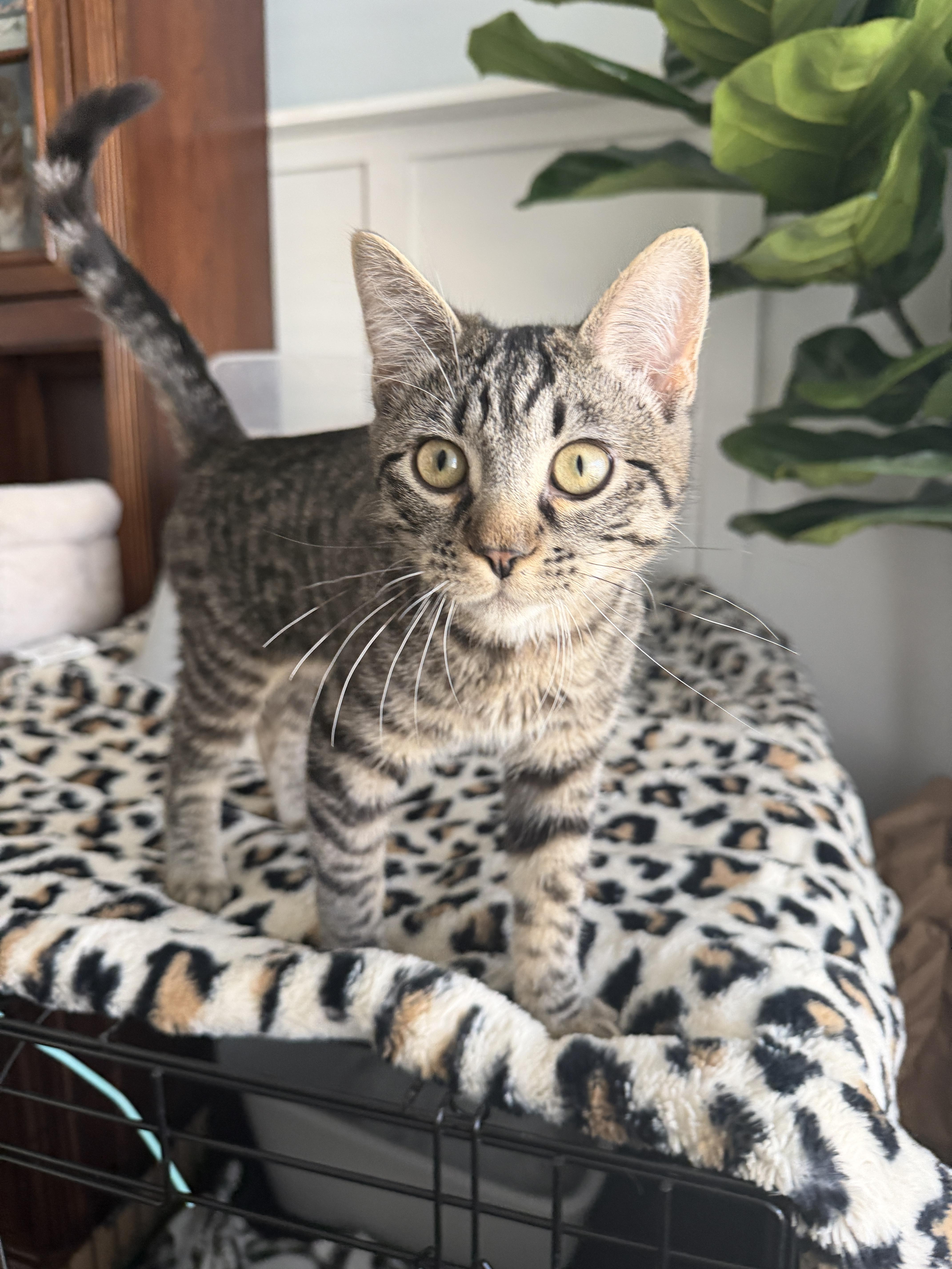 Onyx, a Adoptable Domestic Short Hair in Fruit Heights, UT image 1/4