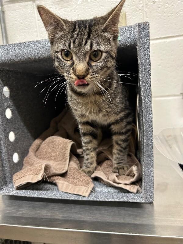 Onyx, a Adoptable Domestic Short Hair in Fruit Heights, UT image 2/4