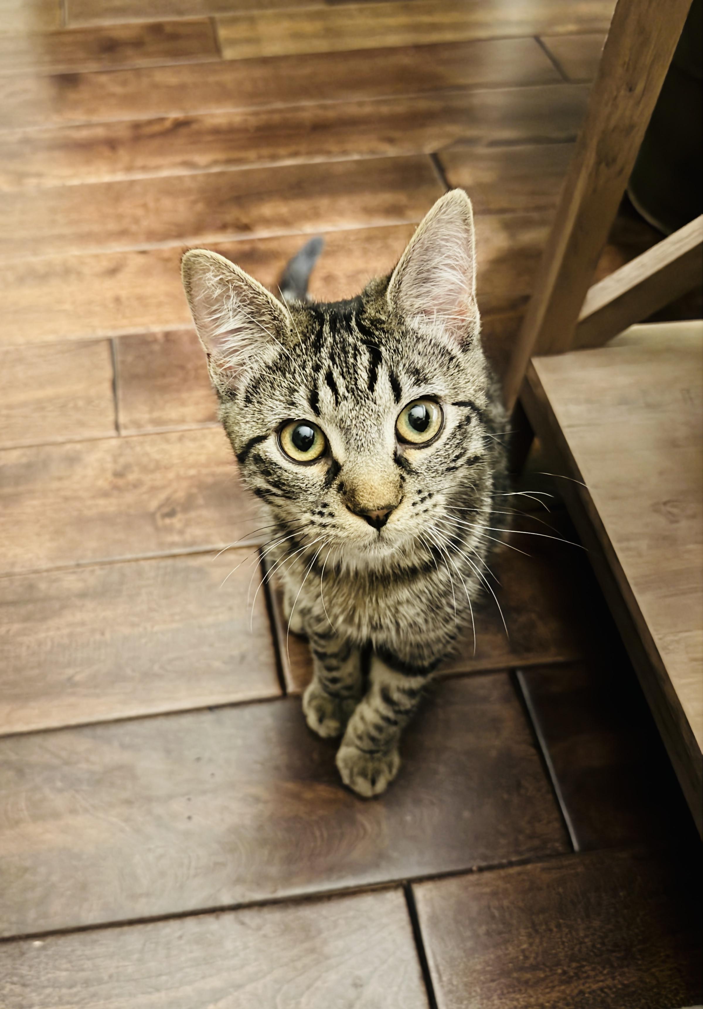 Onyx, a Adoptable Domestic Short Hair in Fruit Heights, UT image 3/4