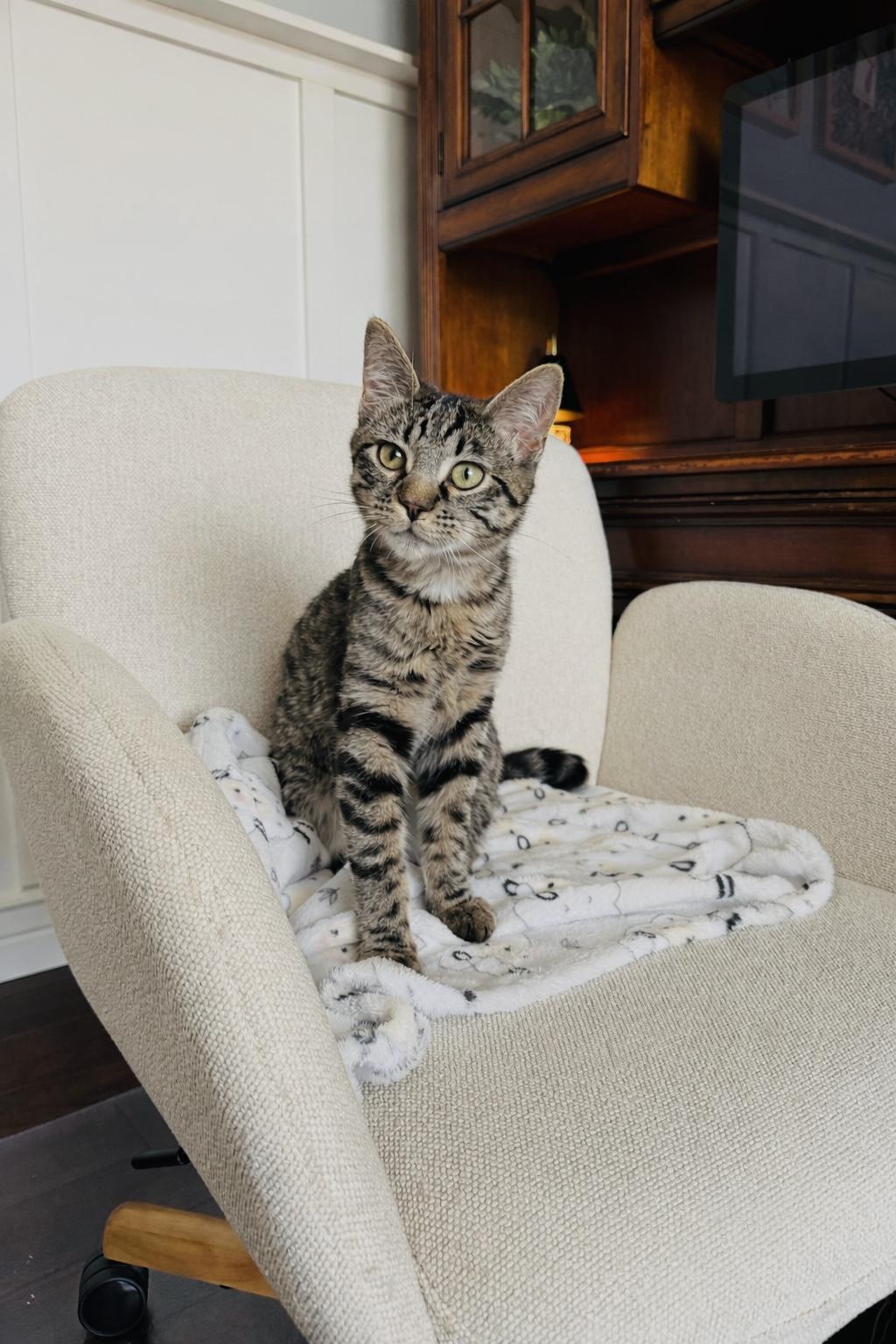 Onyx, a Adoptable Domestic Short Hair in Fruit Heights, UT image 4/4