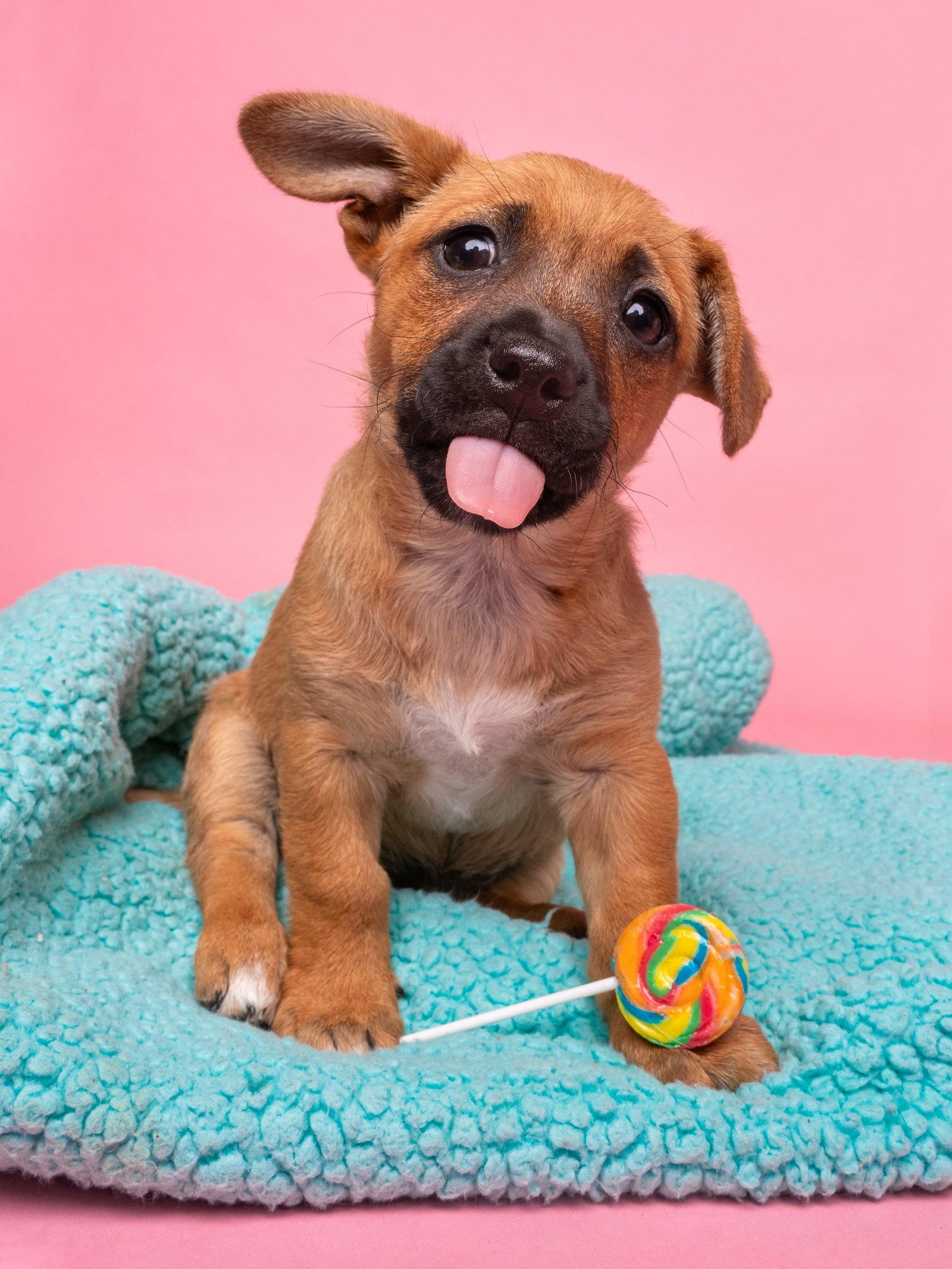 Fruit Stripe Gum, Adoptable, Puppy Female Dachshund & Jack Russell Terrier.