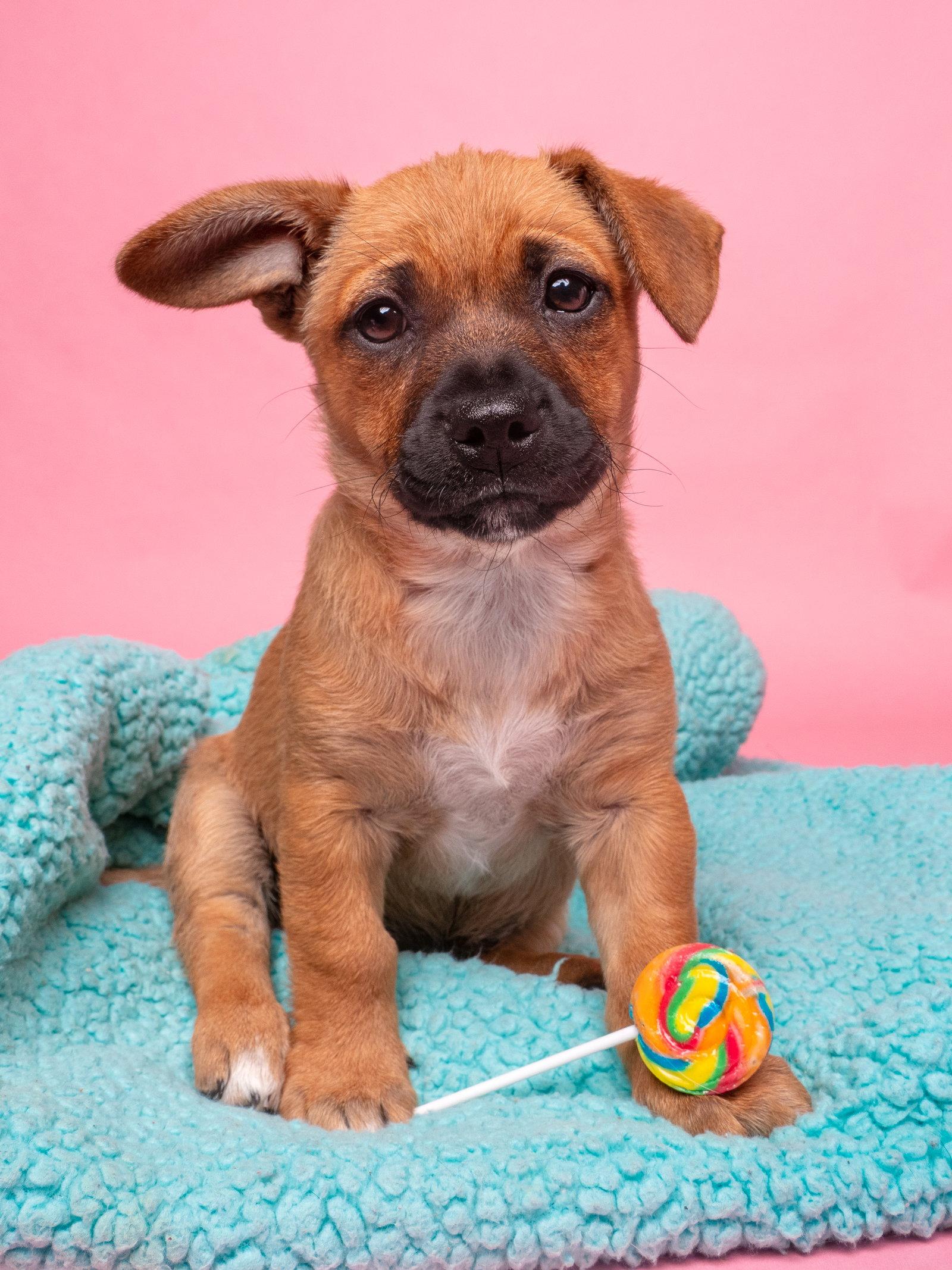 Enlarge Fruit Stripe Gum, a Adoptable mixed breed in Palo Alto, CA image 2/3