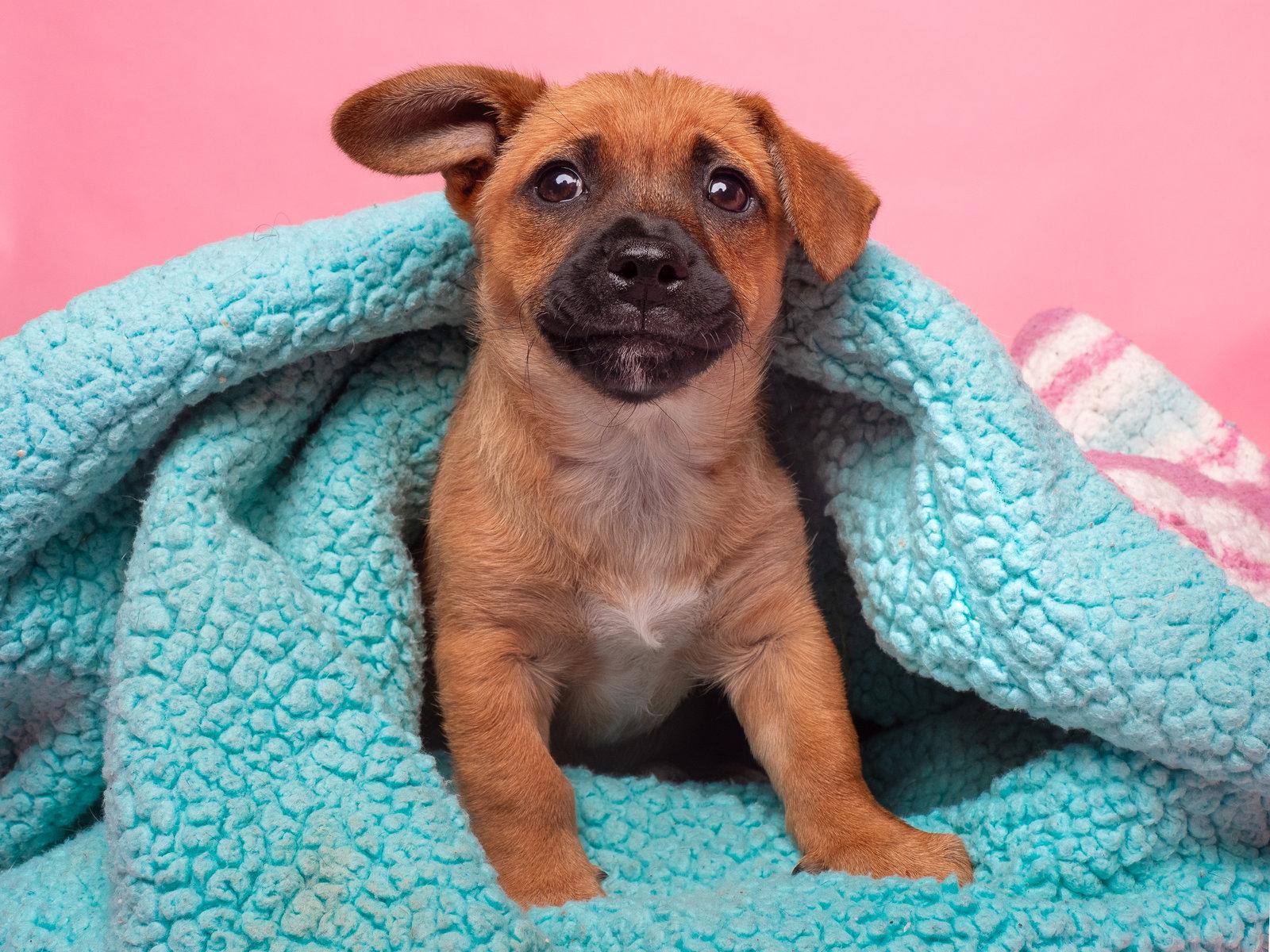 Enlarge Fruit Stripe Gum, a Adoptable mixed breed in Palo Alto, CA image 3/3