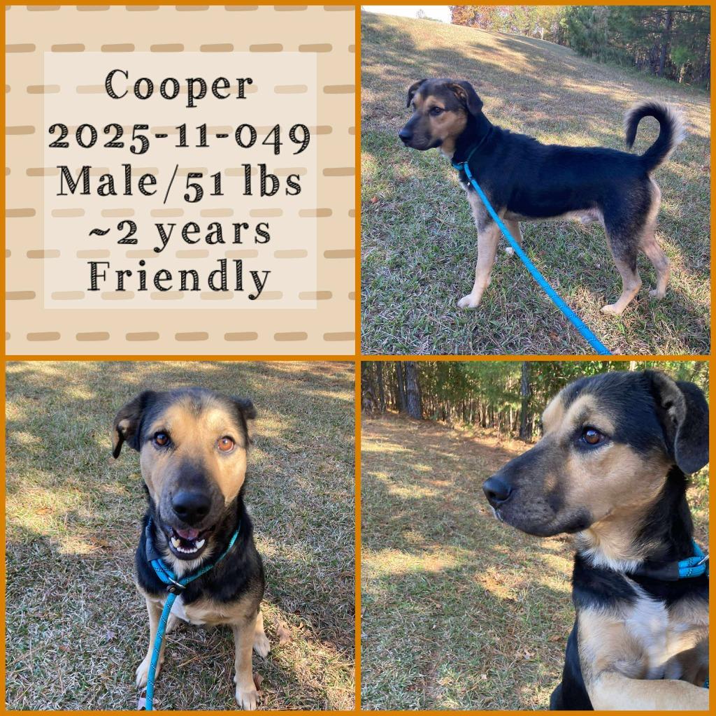 Enlarge 2025-11-049 *Cooper*, a Adopted Labrador Retriever in Winder, GA image 1/1