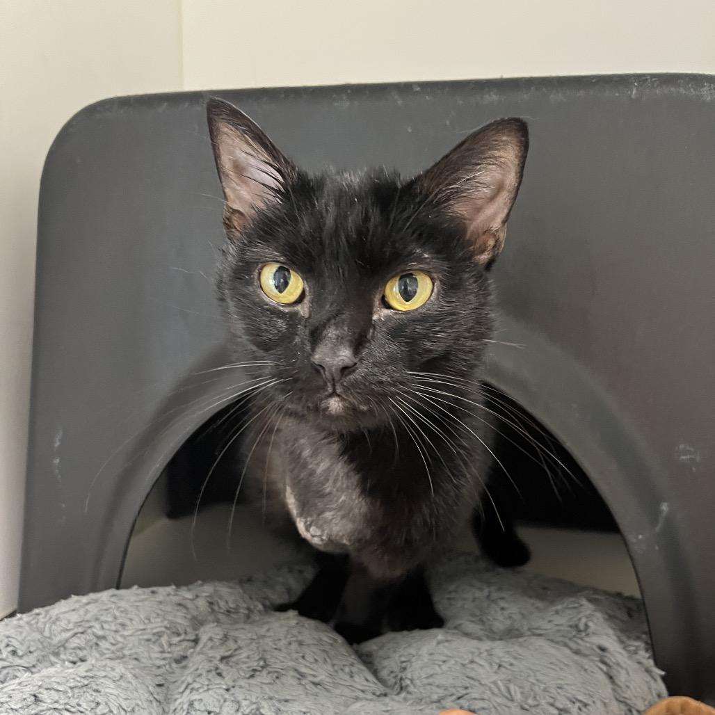Woody, Adoptable, Adult Male Domestic Short Hair.