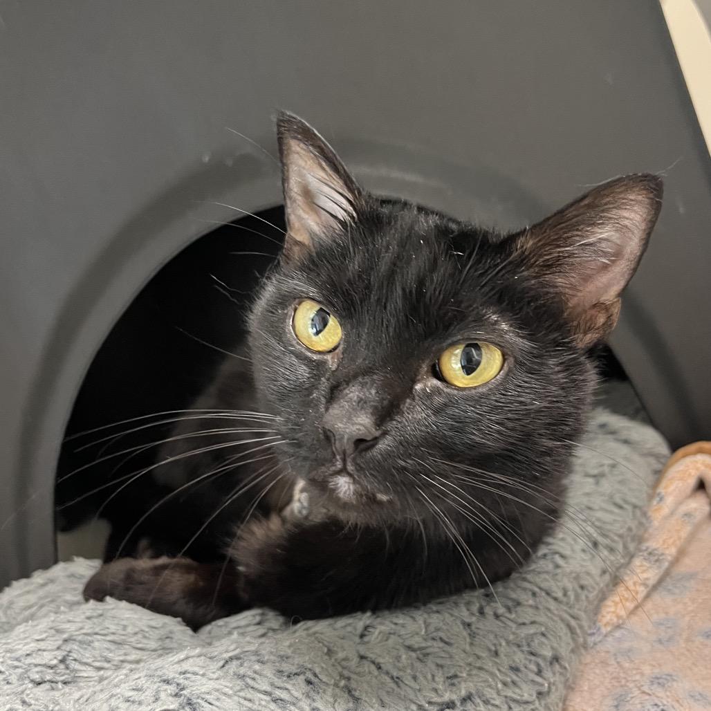 Enlarge Woody, a Adoptable Domestic Short Hair in Nashville, TN image 2/4