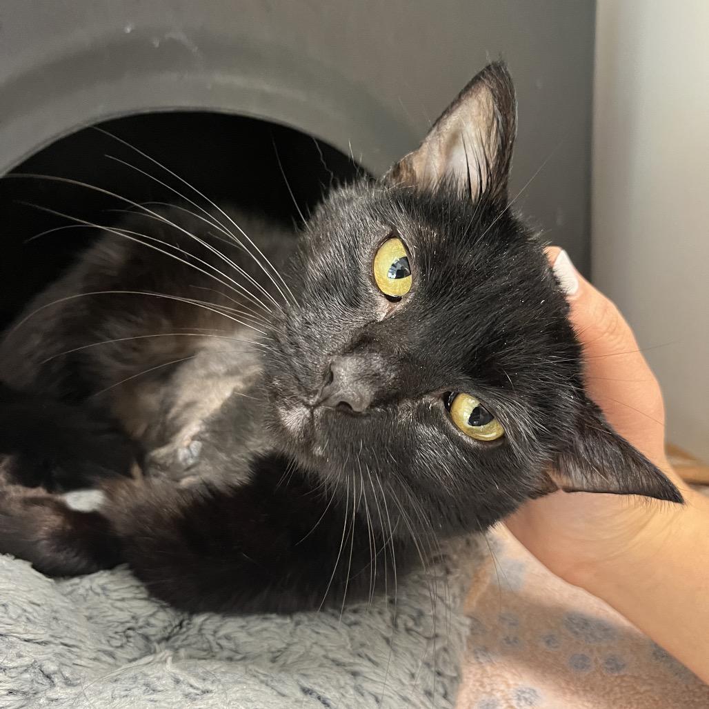 Enlarge Woody, a Adoptable Domestic Short Hair in Nashville, TN image 3/4