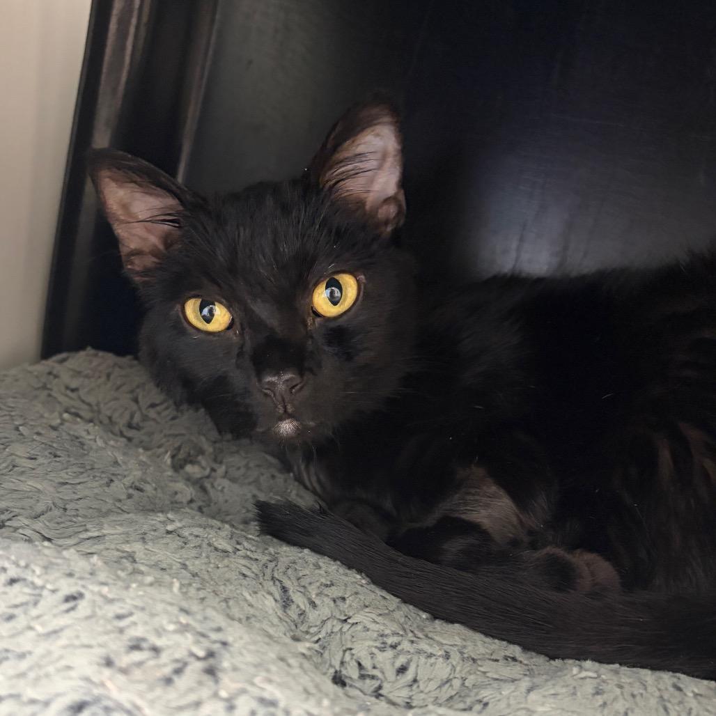 Enlarge Woody, a Adoptable Domestic Short Hair in Nashville, TN image 4/4