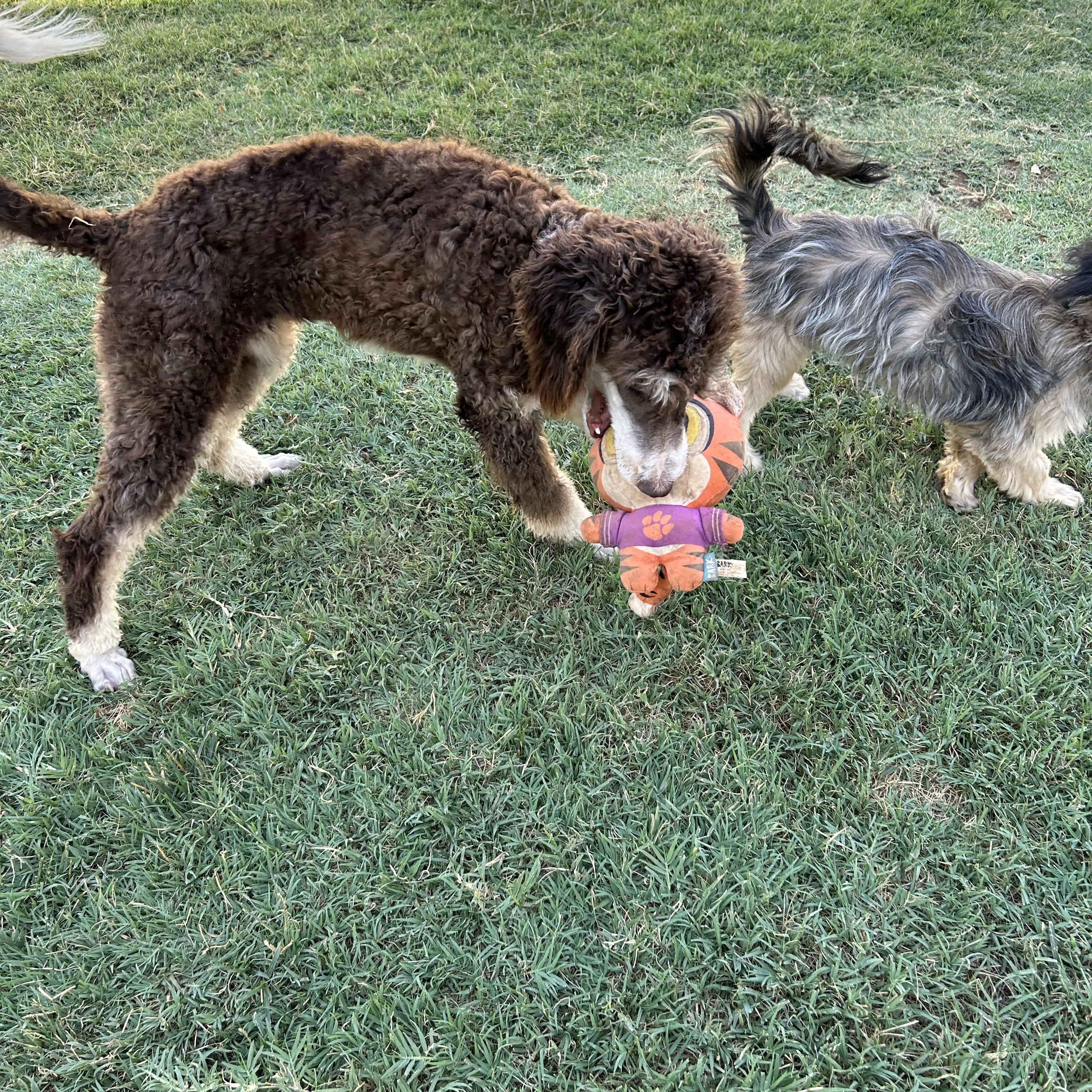 Enlarge Maple, a Adoptable Poodle in Chickasha, OK image 2/2