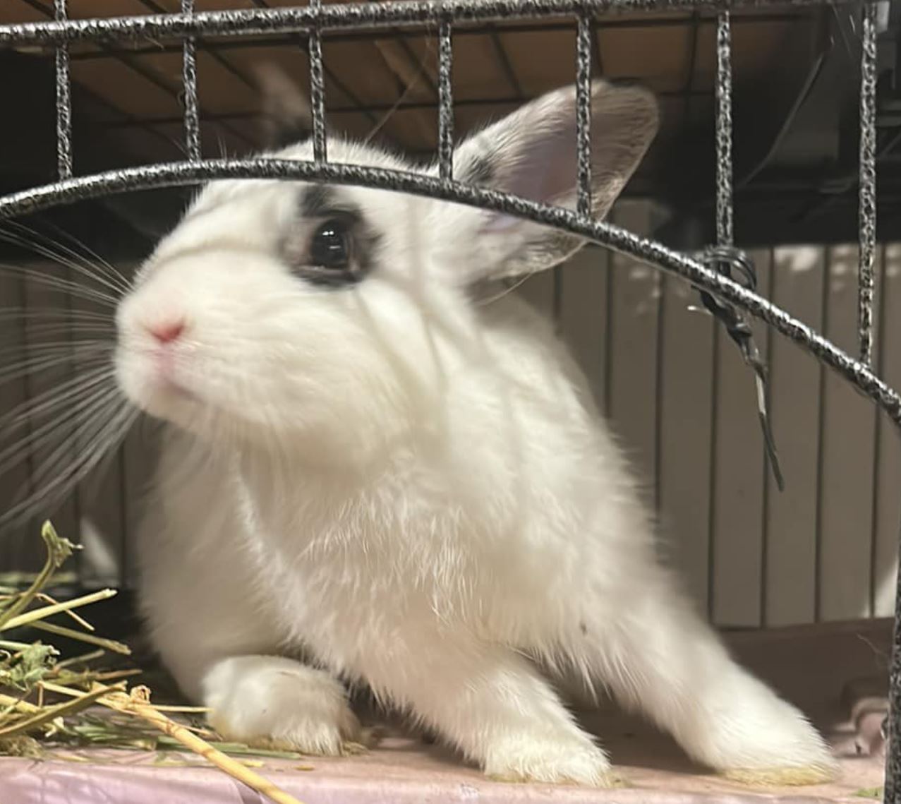 Tiny, Adopted, Baby Male Dwarf & Hotot.