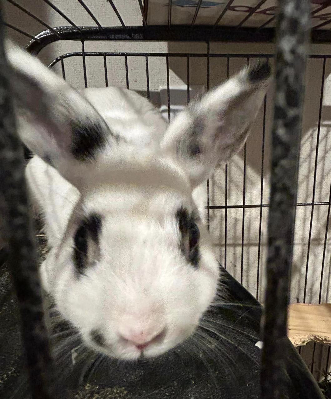 Tiny, a Adopted mixed breed in Paradis, LA image 2/2