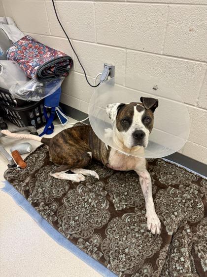 Enlarge Axel, a Adoptable mixed breed in Irving, TX image 1/3