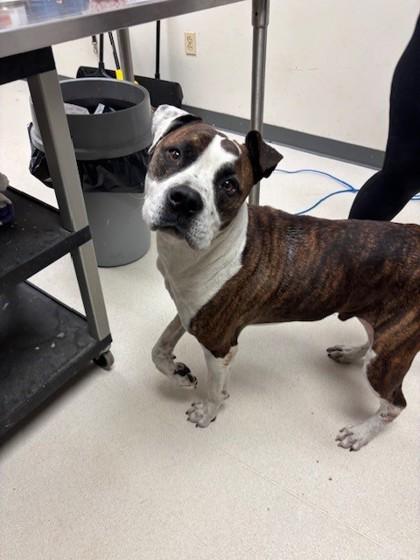 Axel, Adoptable, Adult Male Boxer & Mixed Breed.
