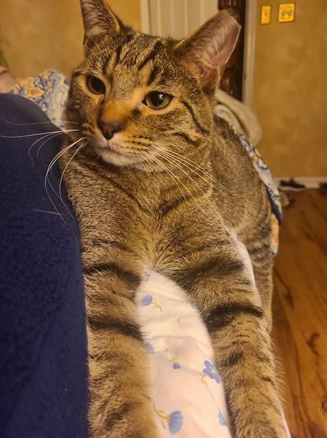 WADE, Adoptable, Young Male Domestic Short Hair.