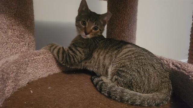 WADE, Adoptable, Young Male Domestic Short Hair.