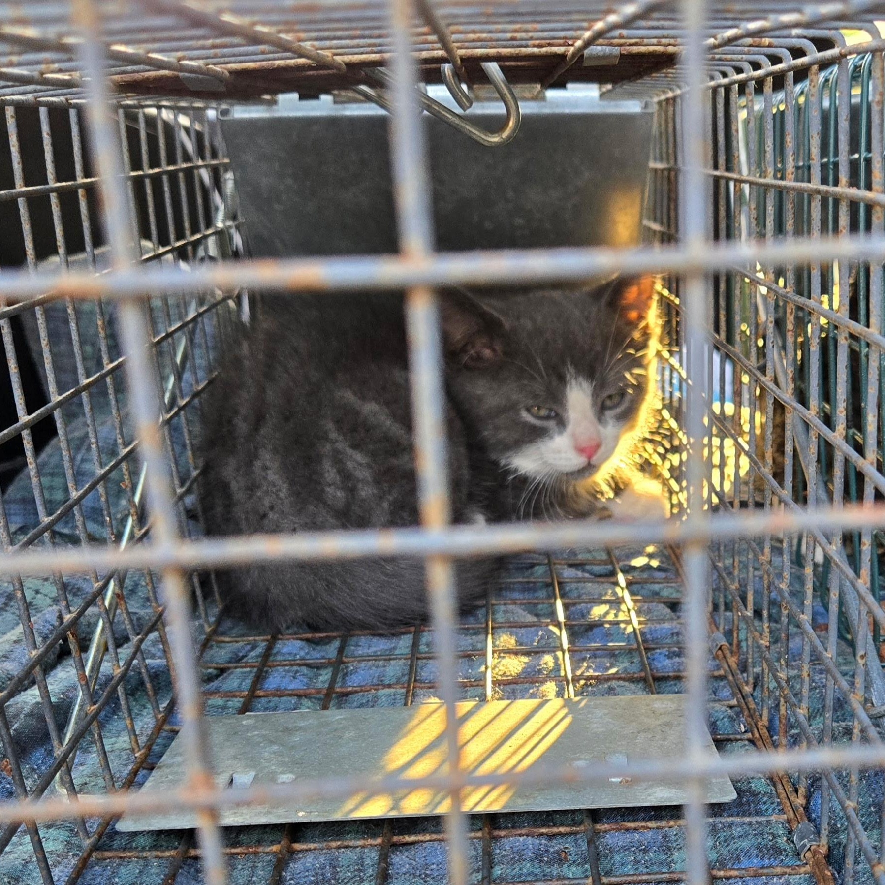 3 kittens found in Blyth photo 5