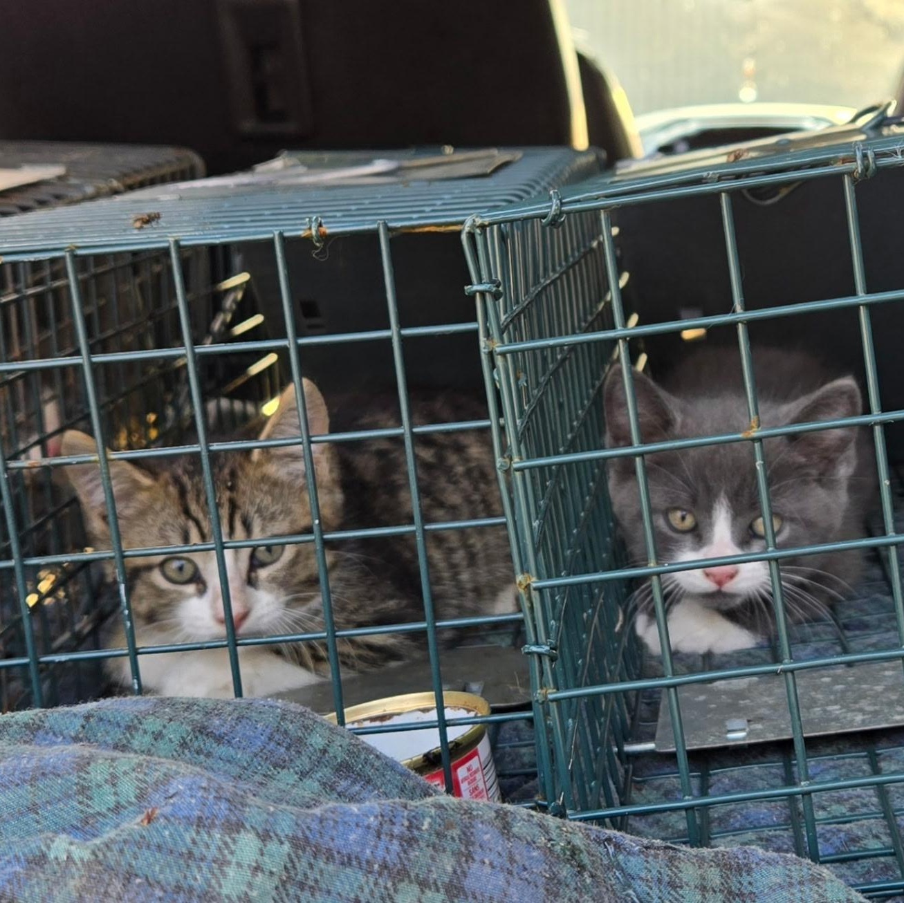 3 kittens found in Blyth, Baby Female unknown