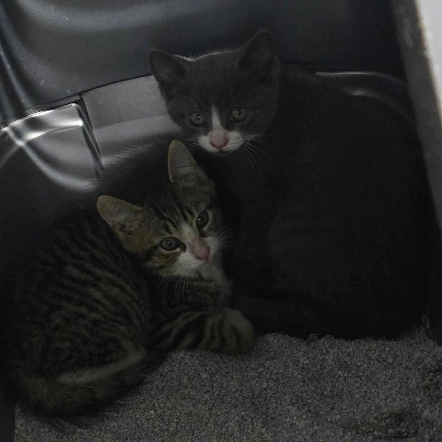 3 kittens found in Blyth photo 6