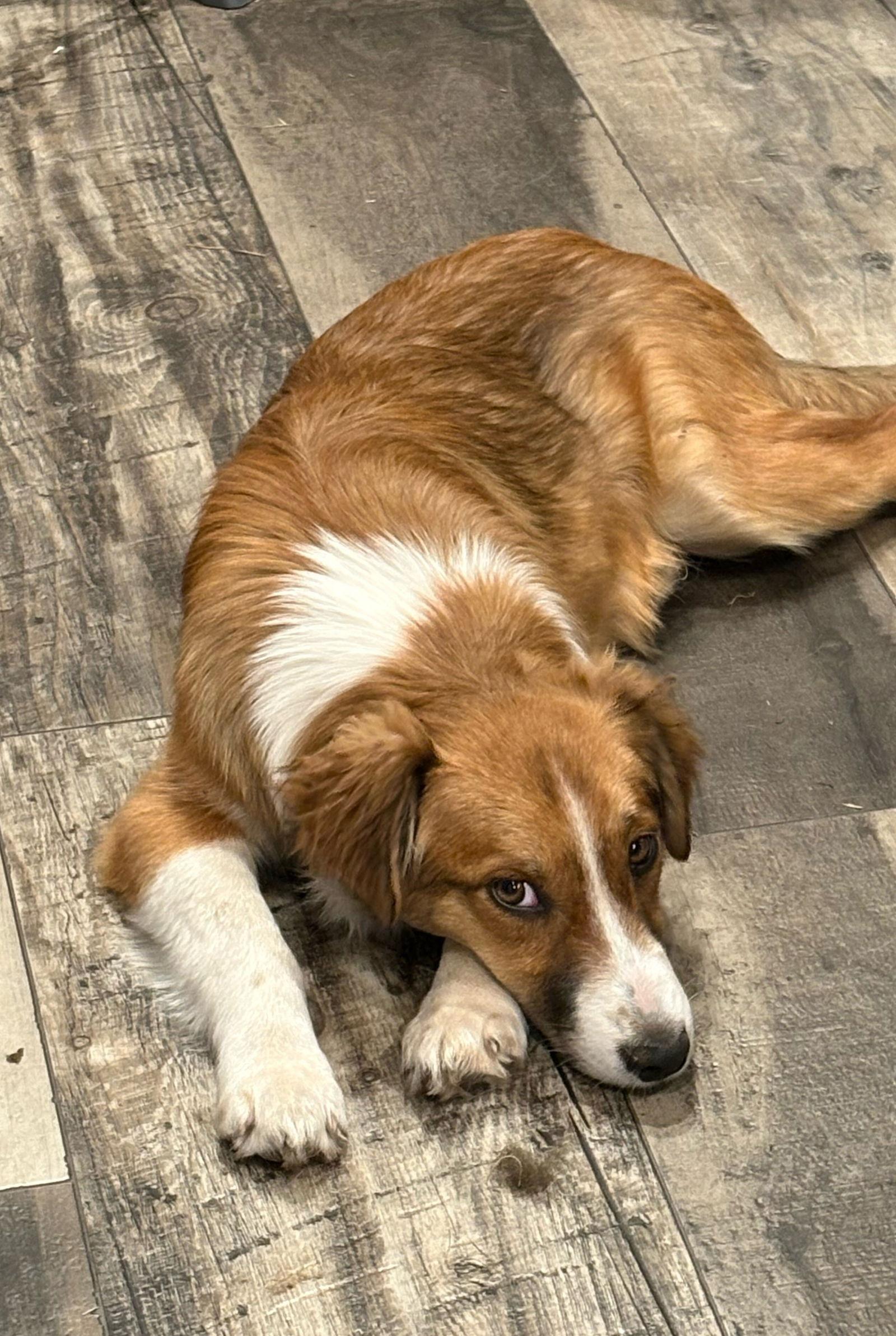 Ashley, Adopted, Puppy Female Mixed Breed.