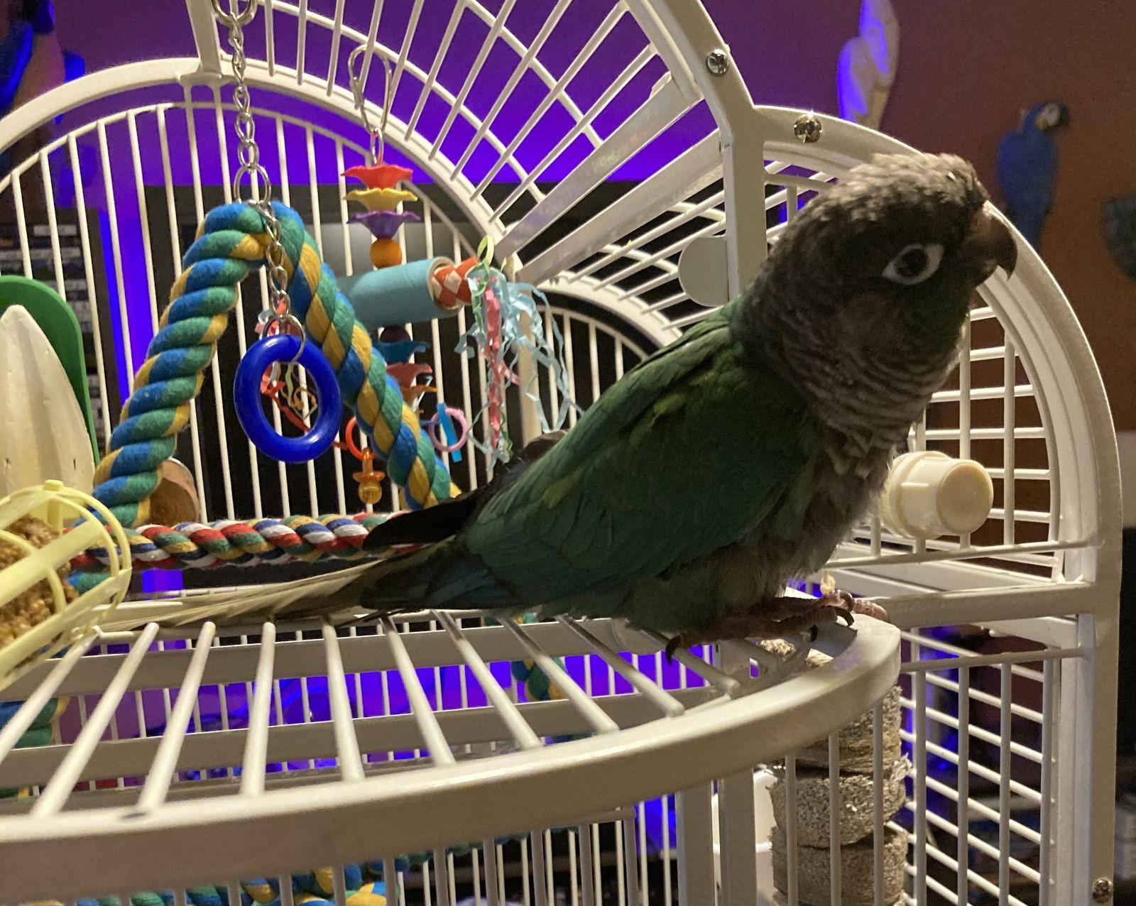Kevin, Adopted, Young Male Conure.