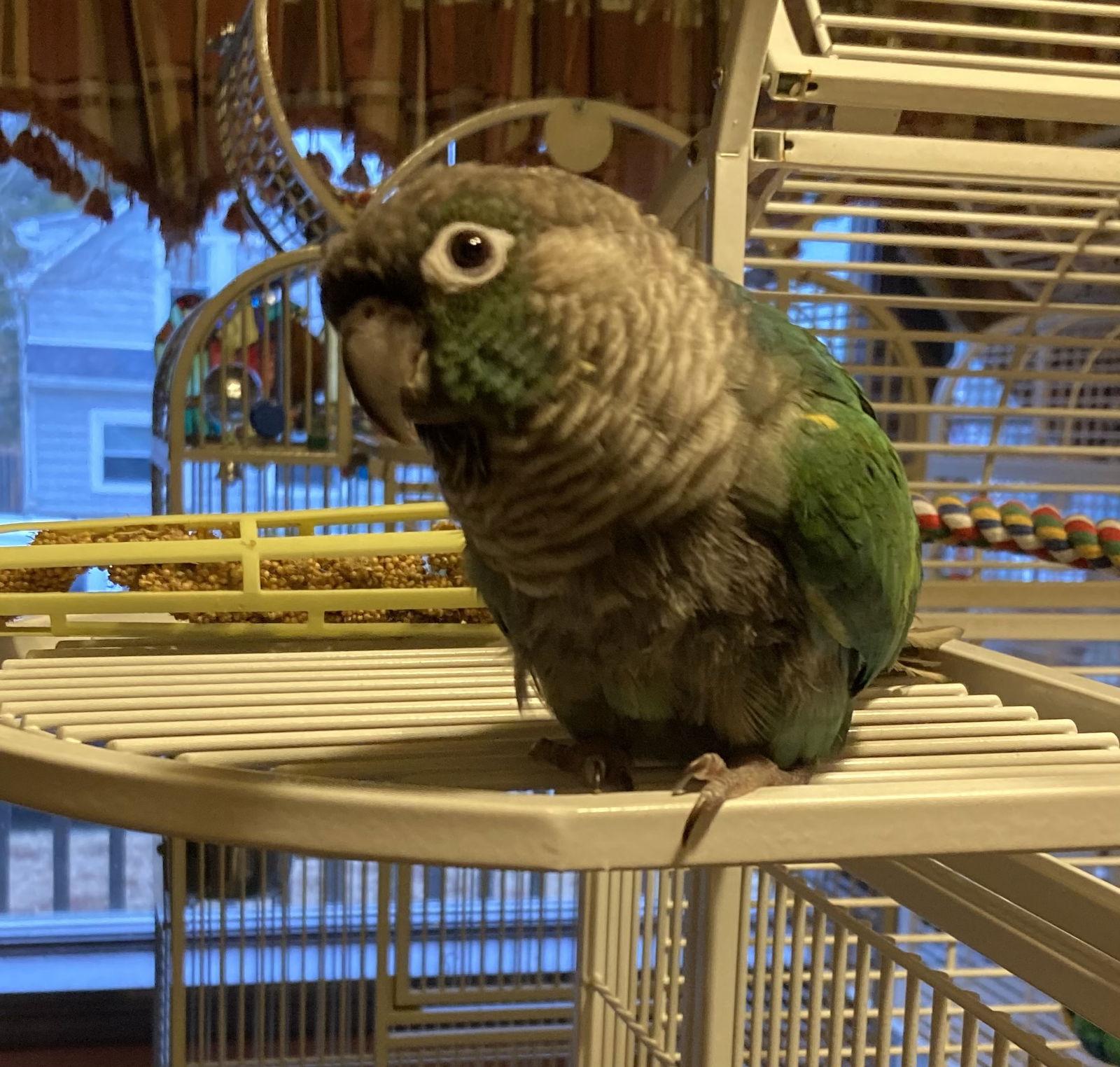 Enlarge Kevin, a Adopted Conure in Belford, NJ image 2/2