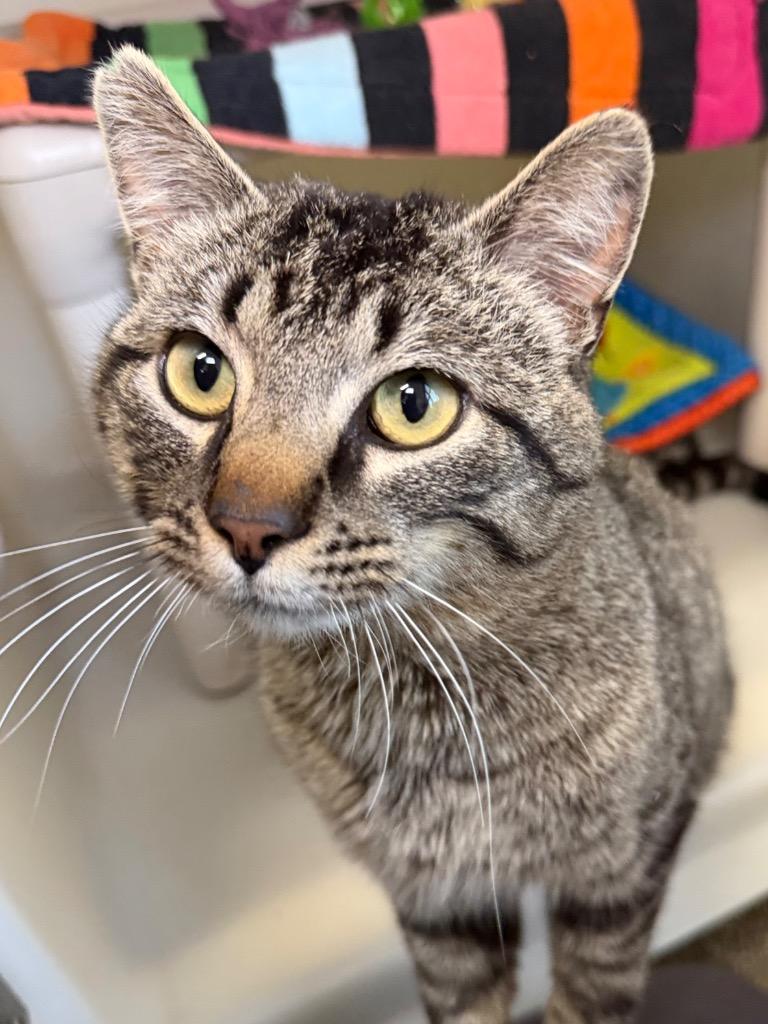 Van Gogh, Adoptable, Young Male Domestic Short Hair.