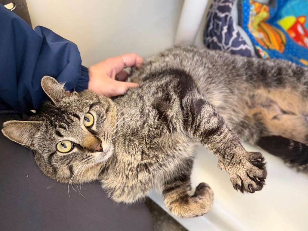 Enlarge Van Gogh, a Adoptable mixed breed in Menomonie, WI image 2/2