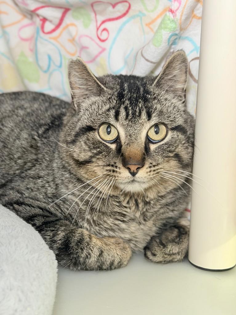 Enlarge Van Gogh, a Adoptable mixed breed in Menomonie, WI image 1/1