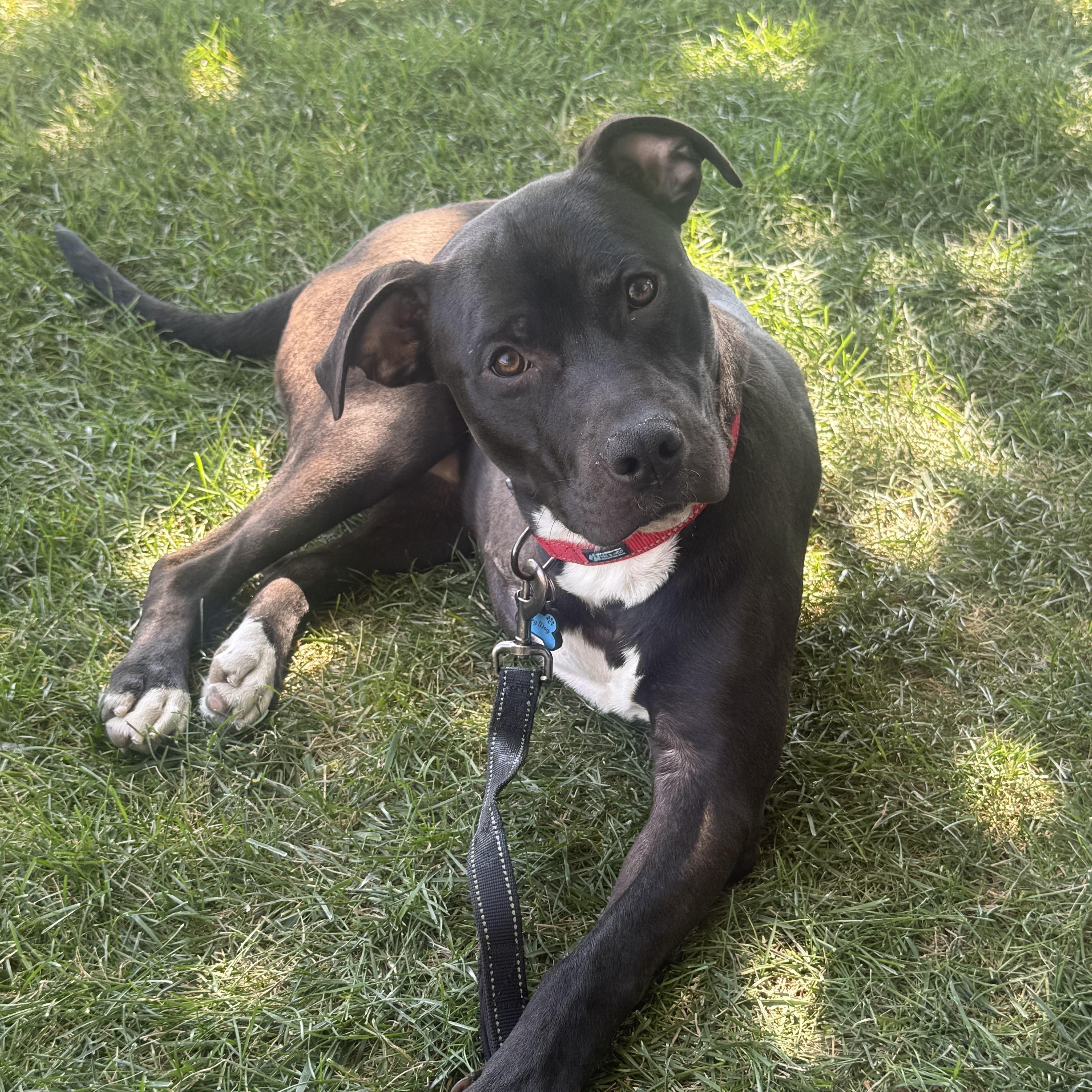 Bucky, an adopted mixed breed in Pleasanton, CA image 2/5
