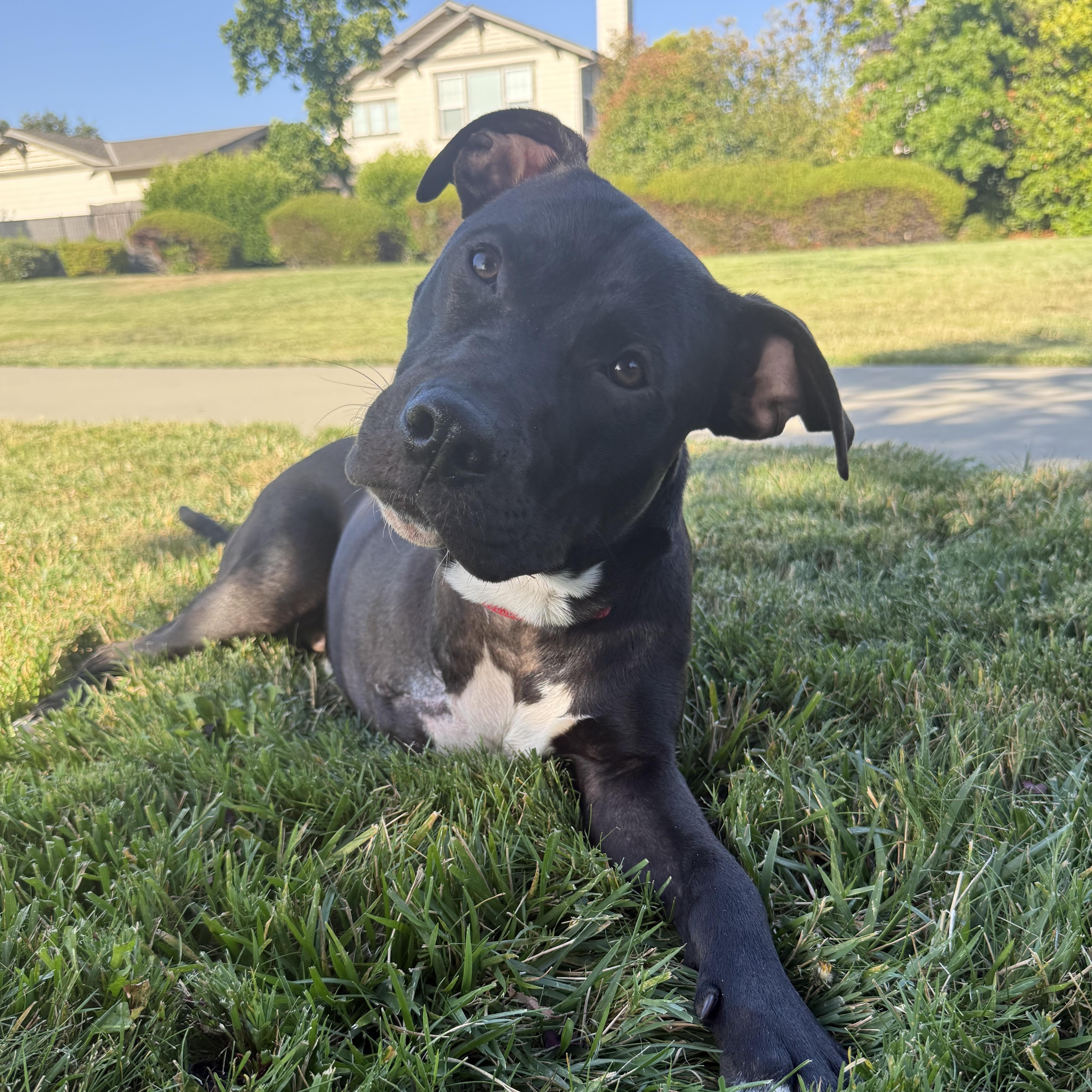 Bucky, an adopted mixed breed in Pleasanton, CA image 3/5