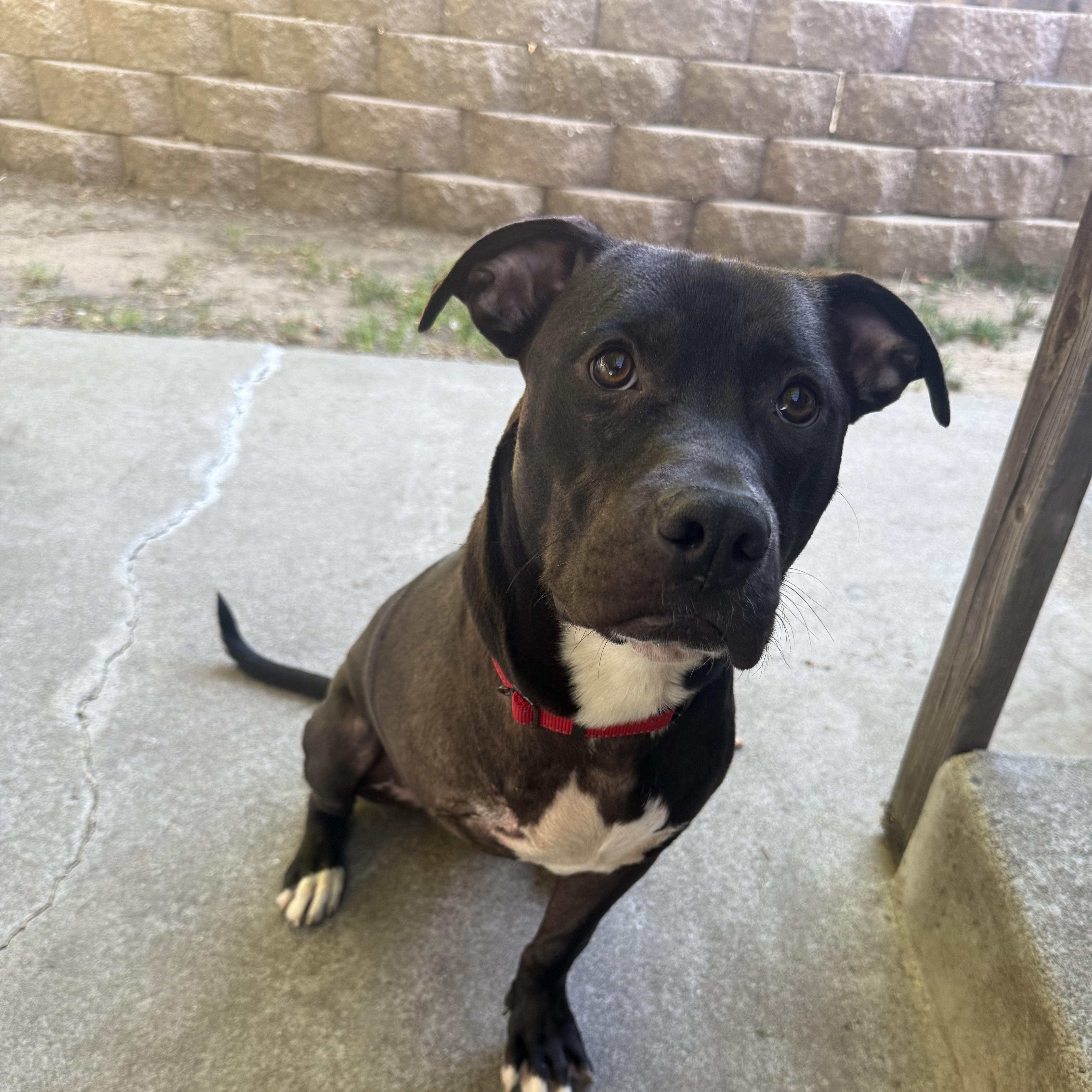 Bucky, an adopted mixed breed in Pleasanton, CA image 4/5