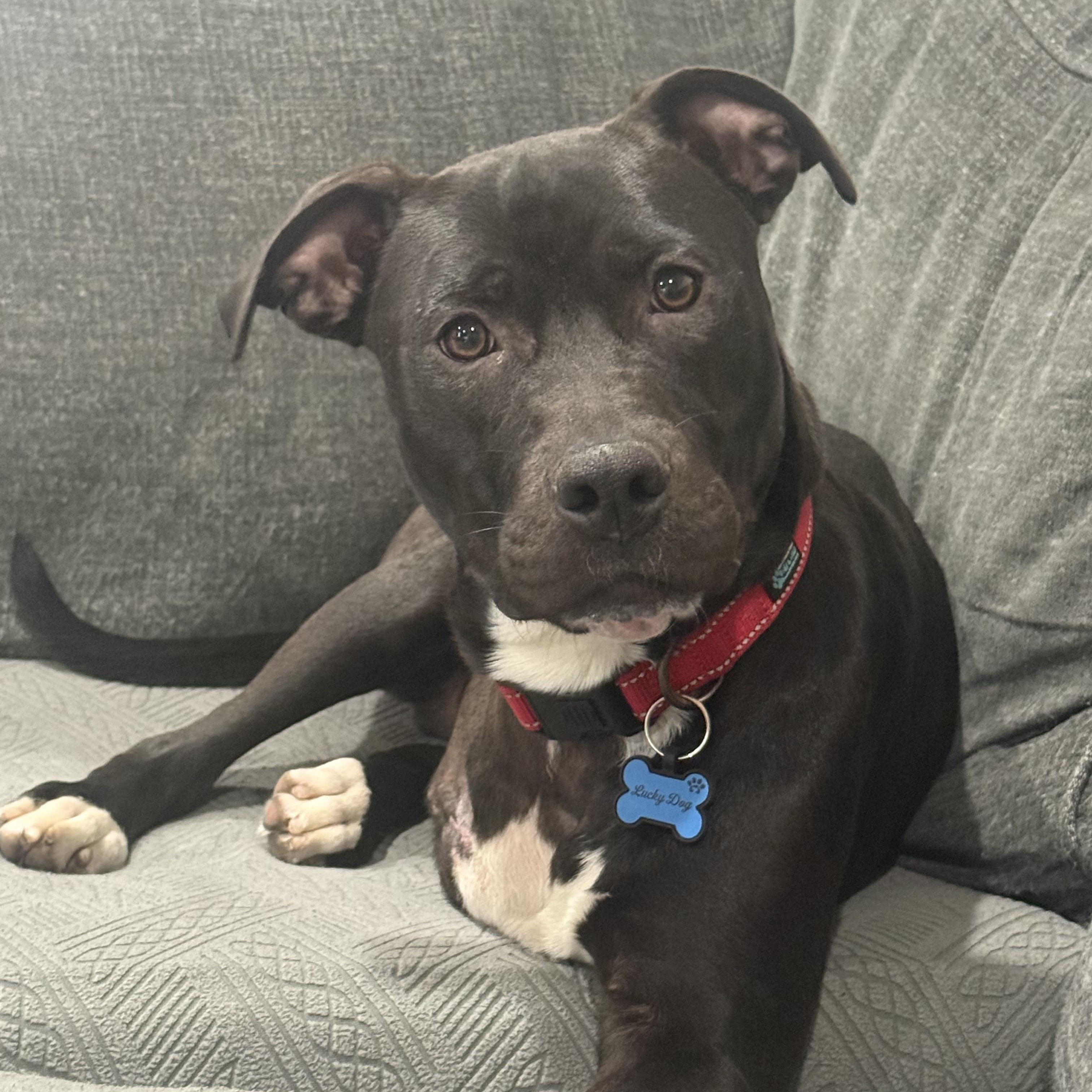 Bucky, adopted, Young Male Pit Bull Terrier & Labrador Retriever.