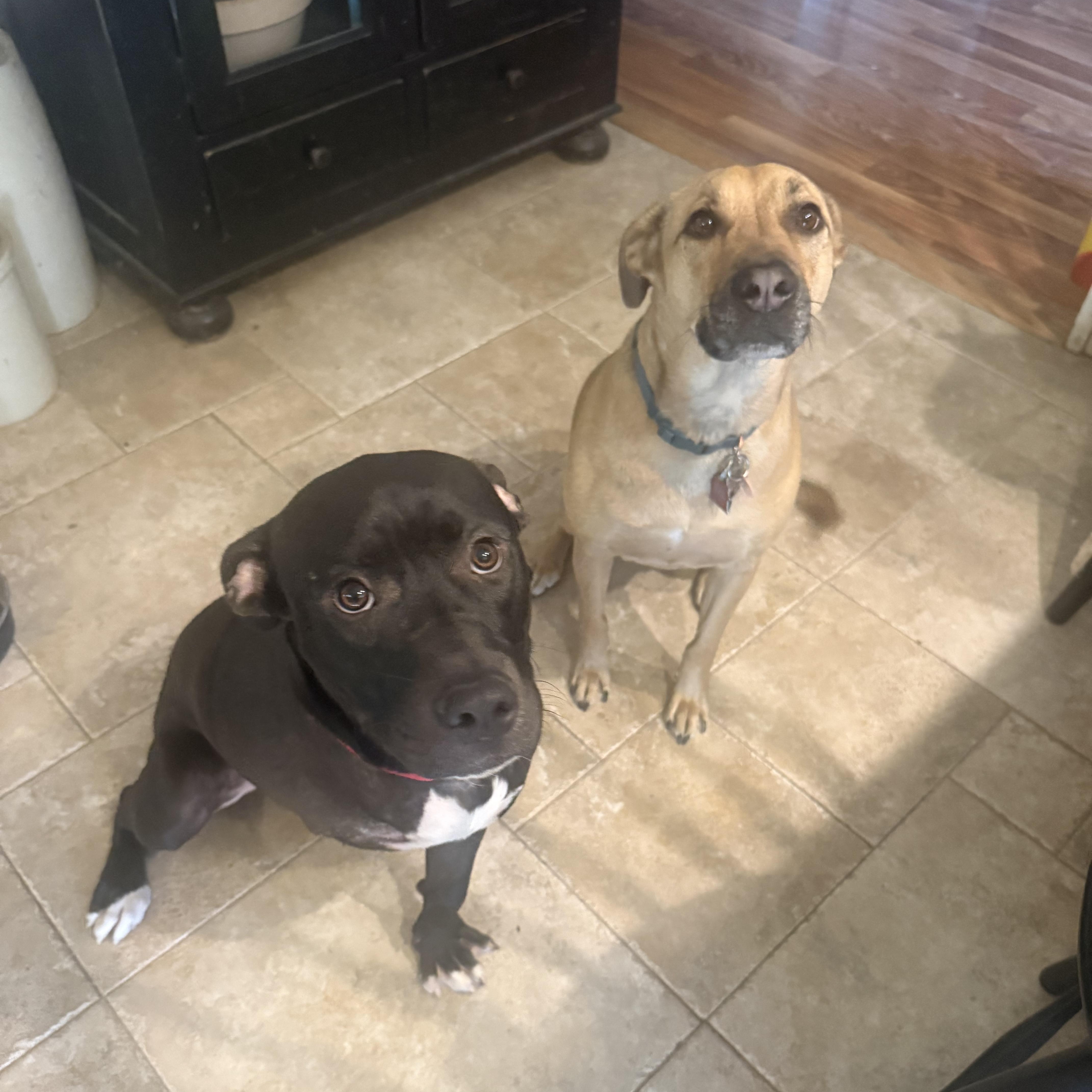 Bucky, an adopted mixed breed in Pleasanton, CA image 5/5