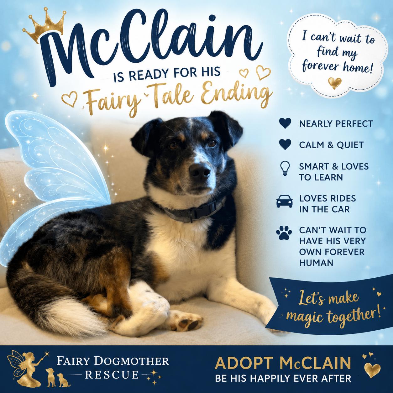 McClain, ADOPTABLE, Adult Male Australian Shepherd.