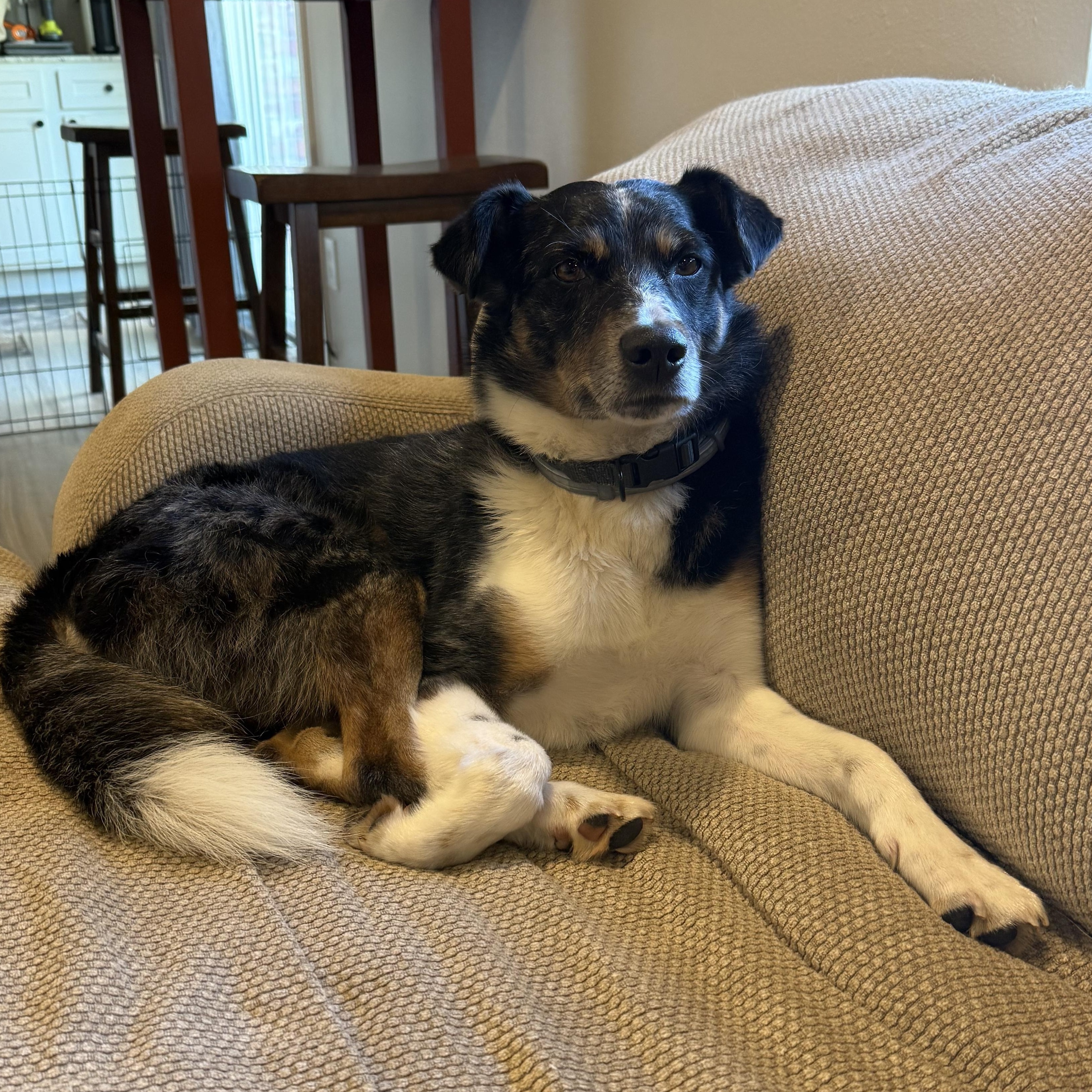 McClain, ADOPTABLE, Adult Male Australian Shepherd.