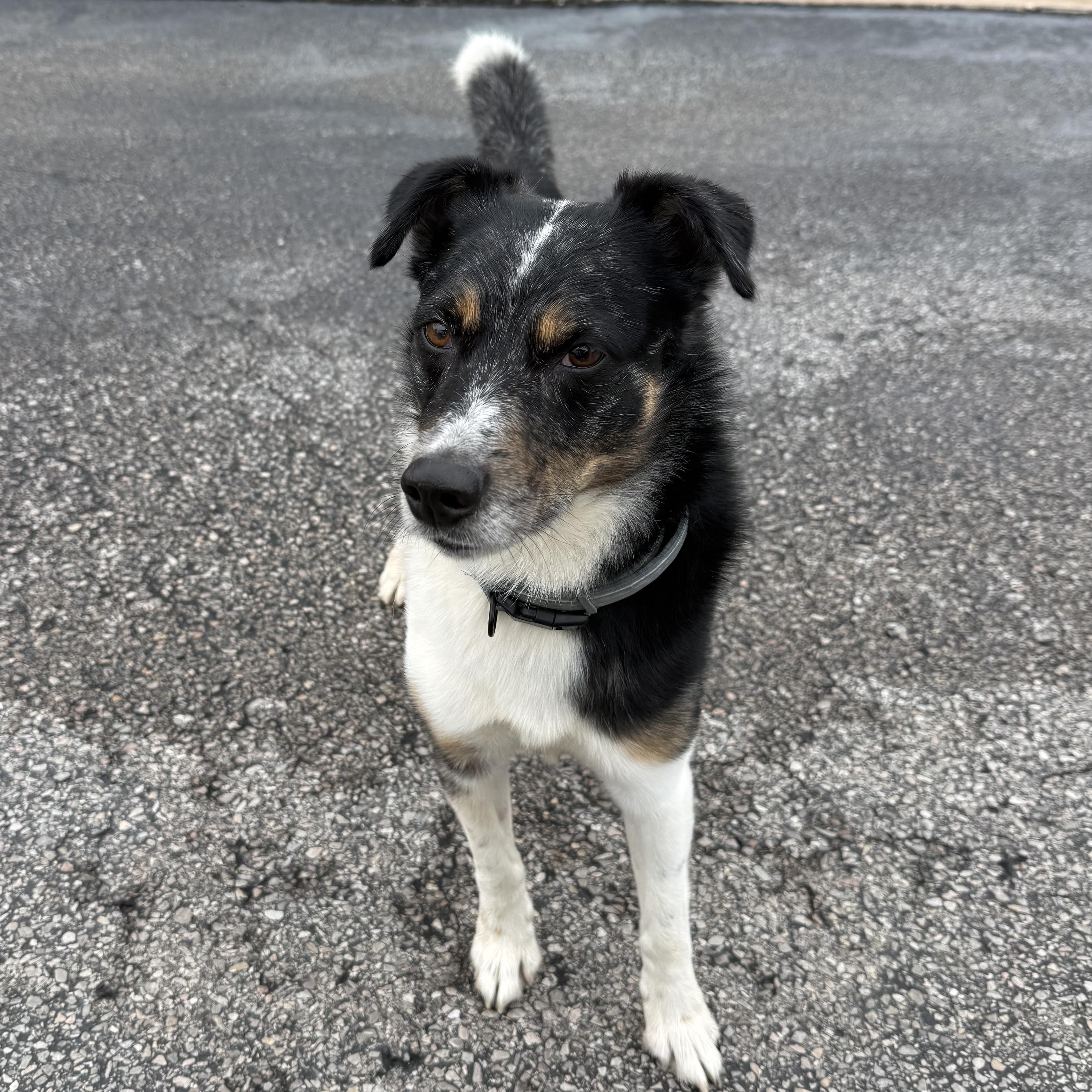 Enlarge McClain, a ADOPTABLE mixed breed in Yukon, OK image 4/4