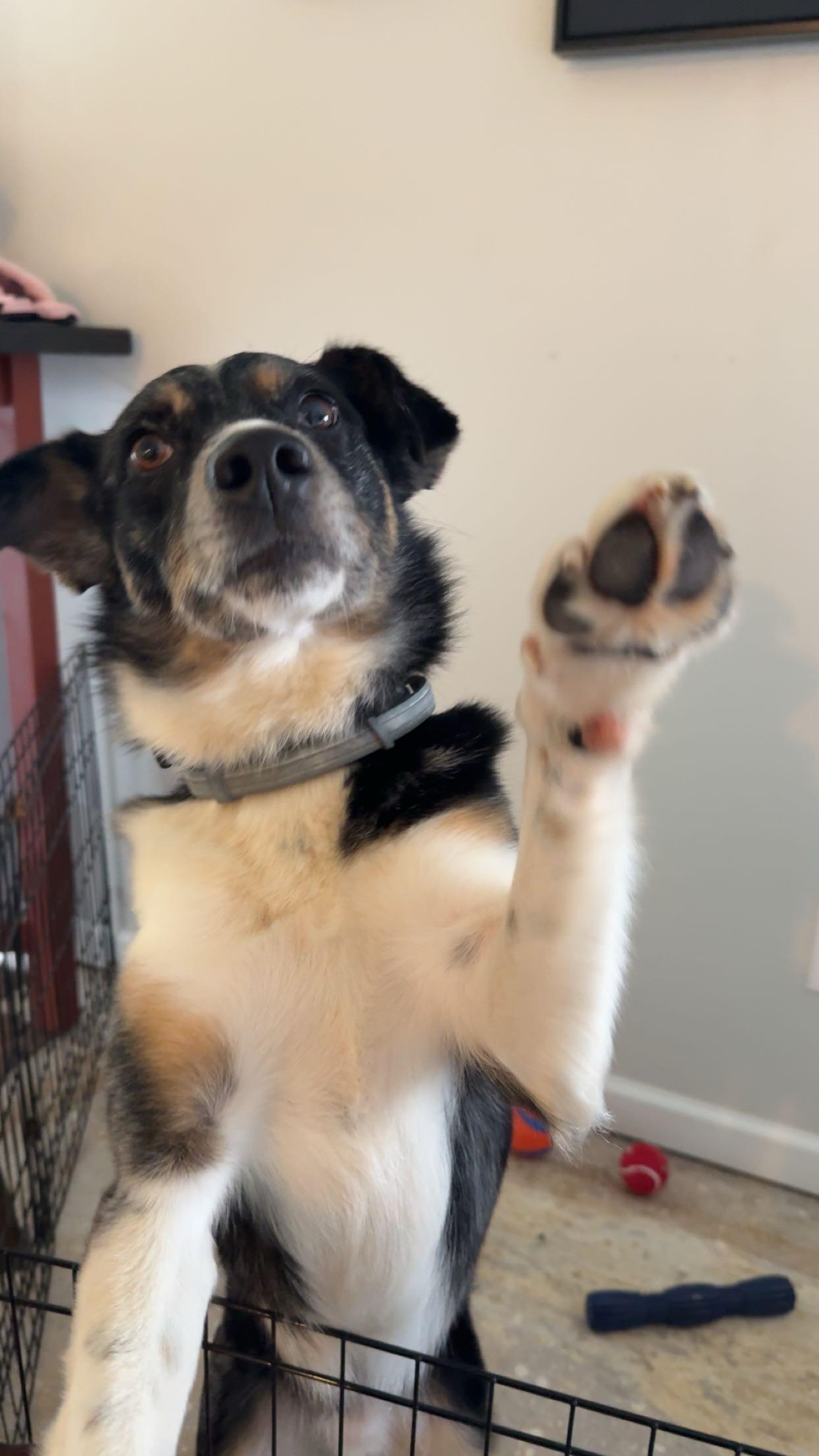 Enlarge McClain, a ADOPTABLE mixed breed in Yukon, OK image 3/4
