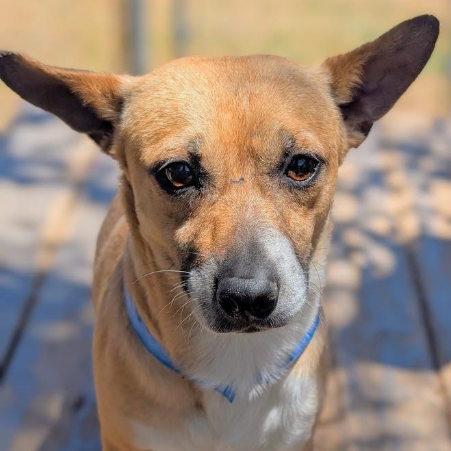 Enlarge Eurion, a Adopted mixed breed in Mountain Center, CA image 2/4