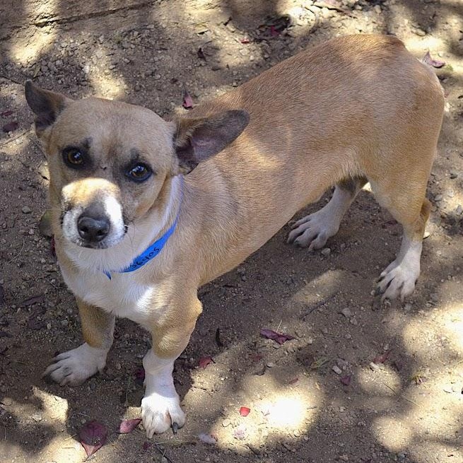 Enlarge Eurion, a Adopted mixed breed in Mountain Center, CA image 3/4