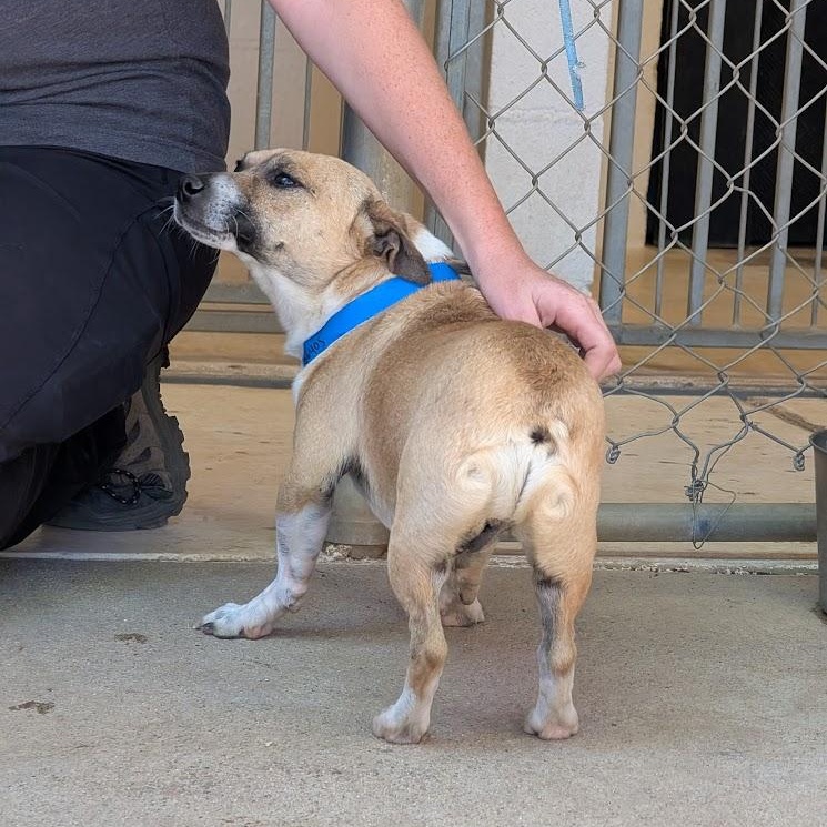 Enlarge Eurion, a Adopted mixed breed in Mountain Center, CA image 4/4